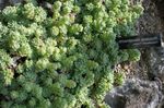 foto Sierplanten Rosularia vetplanten , licht groen