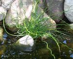 fotografija Okrasne Rastline Težko Rush, Jok Modra Rush, Spiralno Rush, Zavite Puščice vodni (Juncus), zelena