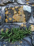 Foto Ukrasne Biljke Rustyback Paprat, Zapušten-Nazad Paprat, Ljuskave Spleenwort paprati (papratnjače) (Ceterach), zelena