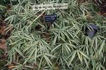 フォト 観賞植物 ドワーフホワイトストライプ竹、kamuro-Zasa コーンフレーク (Pleioblastus), 多色