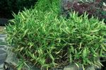 fénykép Dísznövény Törpe Fehér Csíkos Bambusz, Kamuro-Zasa gabonafélék (Pleioblastus), zöld