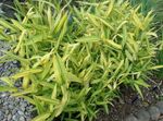 fénykép Dísznövény Törpe Fehér Csíkos Bambusz, Kamuro-Zasa gabonafélék (Pleioblastus), sárga
