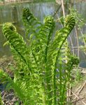 Bilde Prydplanter Strutseving, Hage Bregne, Kasteball Bregne (Matteuccia, Pteris nodulosa), grønn