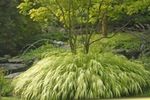 照 观赏植物 箱根草，日本的森林草 谷物 (Hakonechloa), 葱绿