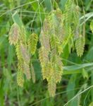 Photo Ornamental Plants Spangle grass, Wild oats, Northern Sea Oats cereals (Chasmanthium), green