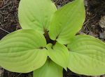 Photo Plantain lily leafy ornamentals (Hosta), light green