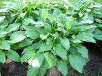 foto Le piante ornamentali Piantaggine Giglio ornamentali a foglia (Hosta), verde