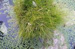 foto Plantas Ornamentais Spike Rush cereais (Eleocharis), verde