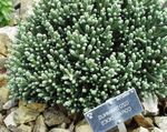 Helichrysum, Karrý Planta, Immortelle