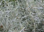 fénykép Helichrysum, Curry Növény, Szalmavirágok leveles dísznövények , ezüstös
