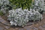 フォト 観賞植物 埃っぽいミラー、銀サワギク 緑豊かな観葉植物 (Cineraria-maritima), 銀色