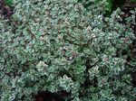 zdjęcie Dekoracyjne Rośliny Tymianek Limonnopahnuschy dekoracyjny-liście (Thymus-citriodorus), barwny