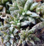 Foto Dekorative Pflanzen Crassula sukkulenten , hell-grün