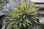 Fil Dekorativa Växter Adam Nål, Spoonleaf Yucca, Nål-Palm dekorativbladiga (Yucca filamentosa), brokiga