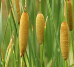 fotoğraf Süs Bitkileri Geniş Yapraklı Cattail, Saz, Kazak Kuşkonmaz, Bayraklar, Kamış Topuz, Cüce Cattail, Zarif Cattail su bitkileri (Typha), yeşil
