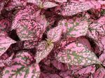Foto Dekorative Pflanzen Tupfen-Anlage, Sommersprossen Gesicht dekorative-laub (Hypoestes), mannigfaltig
