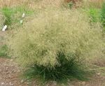 Čupava Hairgrass (Zlatna Hairgrass)
