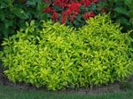 Фото Декоративные Растения Альтернантера декоративно-лиственные (Alternanthera), светло-зеленый