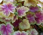 Photo Ornamental Plants Heuchera, Coral flower, Coral Bells, Alumroot leafy ornamentals , multicolor