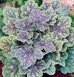 Bilde Prydplanter Heuchera, Korall Blomst, Korall Bjeller, Alumroot grønne pryd , flerfarget