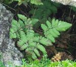 фотографија Украсне Биљке Кречњак Храст Папрат, Миришљаве Храст Папрат папрати (Gymnocarpium), зелен