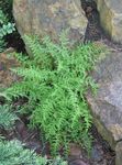 フォト 観賞植物 干し草の香りのシダ (Dennstaedtia), 緑色