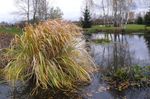 Foto Ukrasne Biljke Sjeverni Divlji Riža trave (žitarice) (Zizania aquatica), svijetlo-zelena