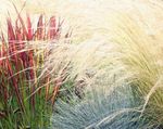 foto Sierplanten Cogon Gras, Satintail, Japanse Bloed Gras granen (Imperata cylindrica), rood