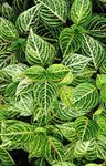 Foto Dekoratīvie Augi Bloodleaf, Vistas Guza lapu dekoratīvie augi (Iresine), zaļš