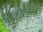 fotografija Okrasne Rastline Pravi Ševar vodni (Scirpus lacustris), zelena