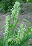 Foto Prydplanter Goldentop korn (Lamarckia), grøn