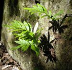 fotografie Dekoratívne rastliny Sladič Obyčajný, Rock Sladič paprade (Polypodium), zelená