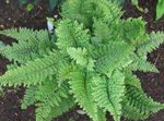 სურათი დეკორატიული მცენარეები მძიმე ფარი გვიმრა, რბილი ფარი Fern გვიმრები (Polystichum), მწვანე