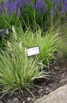 φωτογραφία Διακοσμητικά φυτά Μοβ Moor Γρασίδι δημητριακά (Molinia caerulea), πράσινος