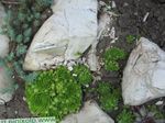 снимка Декоративни растения Houseleek сукуленти (Sempervivum), зелен