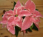 Foto Dekorative Pflanzen Weihnachtsstern, Noche Buena, , Weihnachten Blume dekorative-laub (Euphorbia pulcherrima), mannigfaltig