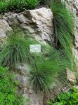 fotografie Dekoratívne rastliny Modrý Kostrava, Kostrava Ovčia, Tvrdé Kostrava traviny (Festuca), zelená