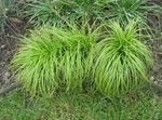 Foto Ukrasne Biljke Carex, Šaš trave (žitarice) , zelena