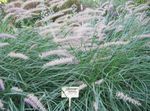 fotografie Dekoratívne rastliny Čínština Fontána Tráva, Pennisetum traviny , zelená