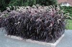 снимка Декоративни растения Китайският Фонтан Трева, Pennisetum житни , винен
