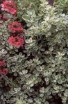 Foto Dekoratiivtaimede Plectostachys lehtköögiviljad ilutaimed , hõbedane