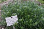 Artemisia Nano