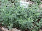 Foto Dekoratiivtaimede Koirohi, Puju teravilja (Artemisia), hõbedane