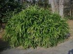 Saša, Sasaella, Listopadne Bambus, Bambus Palmata