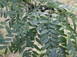 Foto Dekorative Pflanzen Honigheuschrecke (Gleditsia), grün