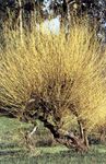 fotografie Dekoratívne rastliny Vŕba (Salix), žltá