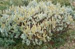 foto Le piante ornamentali Salice (Salix), d'oro