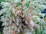 სურათი დეკორატიული მცენარეები Sawara კვიპაროსი, Sawara ცრუ კვიპაროსი, ბულვარის კვიპაროსი, ლურჯი Moss Cypress (Chamaecyparis pisifera), ვერცხლისფერი