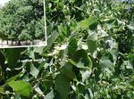 Fil Dekorativa Växter Gemensam Lime, Lind, Basswood, Lindblom, Silver Linden (Tilia), grön
