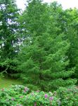 照 观赏植物 欧洲落叶松 (Larix), 绿